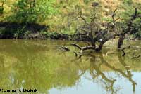 Pacific Pond Turtle Habitat