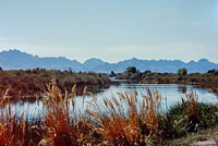 Sonoran Mud Turtle Habitat