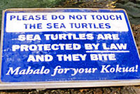 Turtle Sign