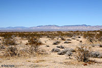 Western Zebra-tailed Lizard Habitat