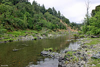 Pacific Pond Turtle Habitat