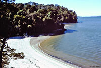 Olive Ridley Sea Turtle Habitat