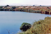 Texas Spiny Softshell Habitat