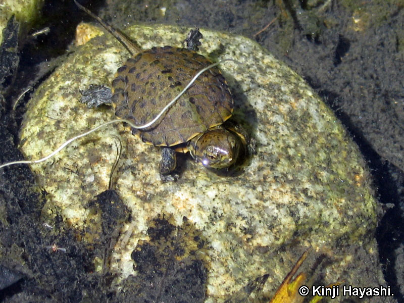 Southwestern Pond Turtle - Actinemys pallida