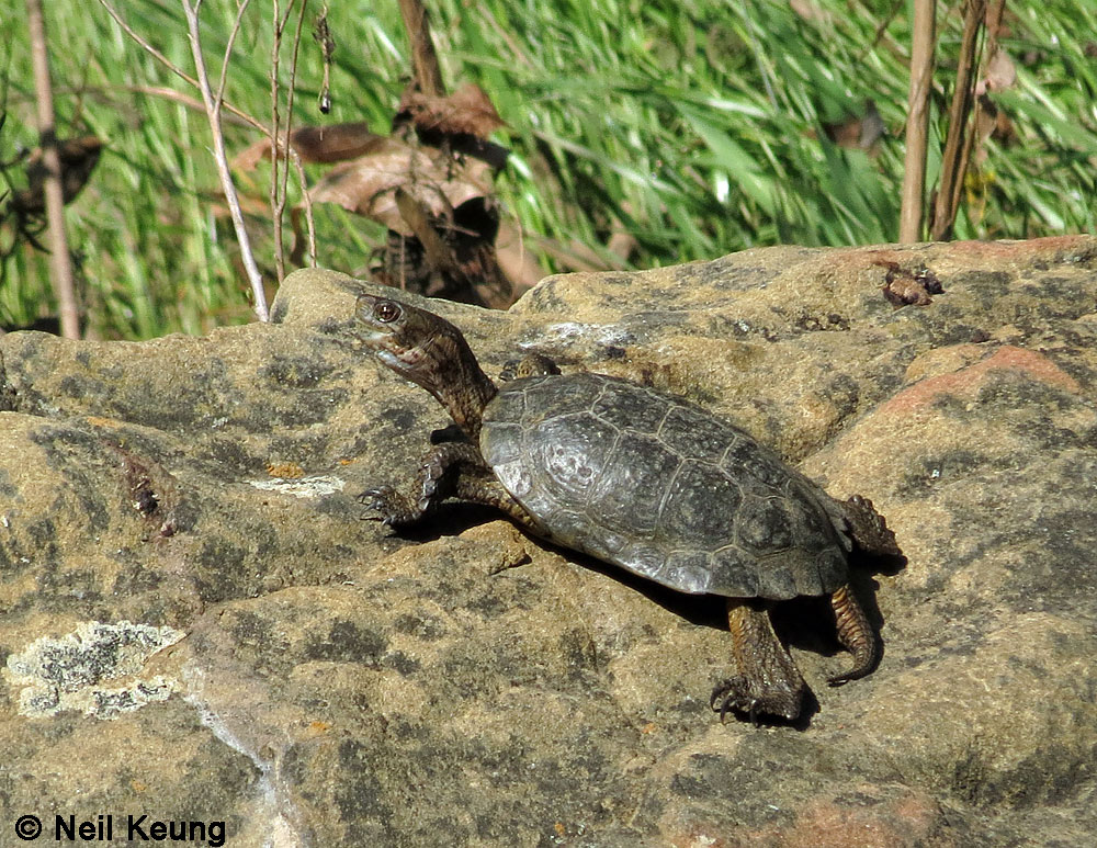 Northwestern Pond Turtle - Actinemys marmorata