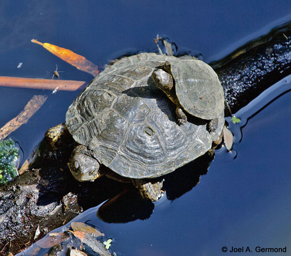 Southwestern Pond Turtle - Actinemys pallida