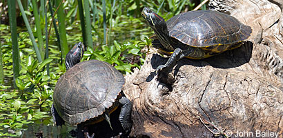 Red-eared Slider