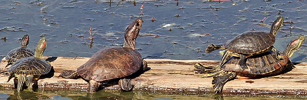 Red-eared Slider