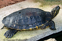 Red-eared Slider