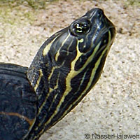 Red-eared Slider