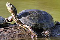 pond turtle