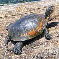 Pacific Pond Turtle