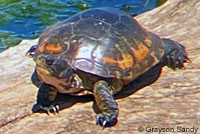 Pacific Pond Turtle