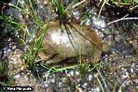 Pacific Pond Turtle