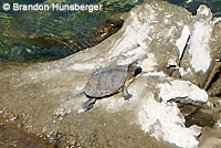 Pacific Pond Turtle