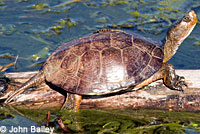 Pacific Pond Turtle