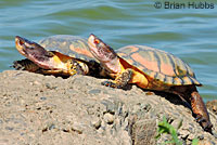 Pacific Pond Turtle