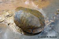 Pacific Pond Turtle