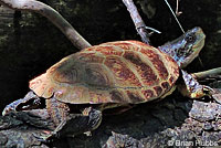 Pacific Pond Turtle