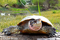 Pacific Pond Turtle