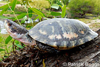 Pacific Pond Turtle