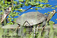 Pacific Pond Turtle