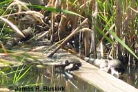 Pacific Pond Turtle