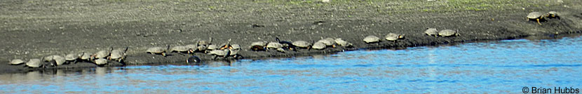 Pacific Pond Turtle