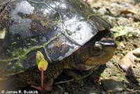 Pacific Pond Turtle