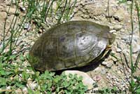 Pacific Pond Turtle