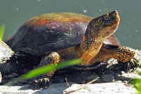 Pacific Pond Turtle