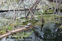 Pacific Pond Turtles
