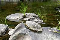Pacific Pond Turtle