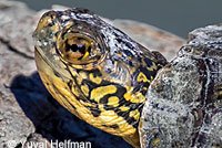 Pacific Pond Turtle