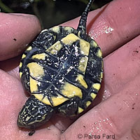 Pacific Pond Turtle eggs