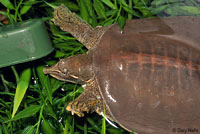 Texas Spiny Softshell