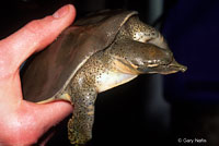 Texas Spiny Softshell