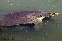 Texas Spiny Softshell