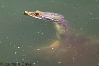 Texas Spiny Softshell