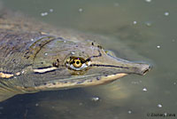 Texas Spiny Softshell