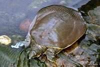 Texas Spiny Softshell