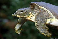 Texas Spiny Softshell