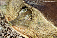 Texas Spiny Softshell