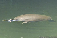 Texas Spiny Softshell