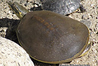 Texas Spiny Softshell