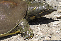 Texas Spiny Softshell