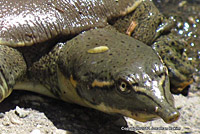 Texas Spiny Softshell