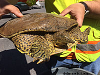 Texas Spiny Softshell