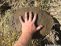 Texas Spiny Softshell