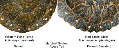 Red-eared Slider